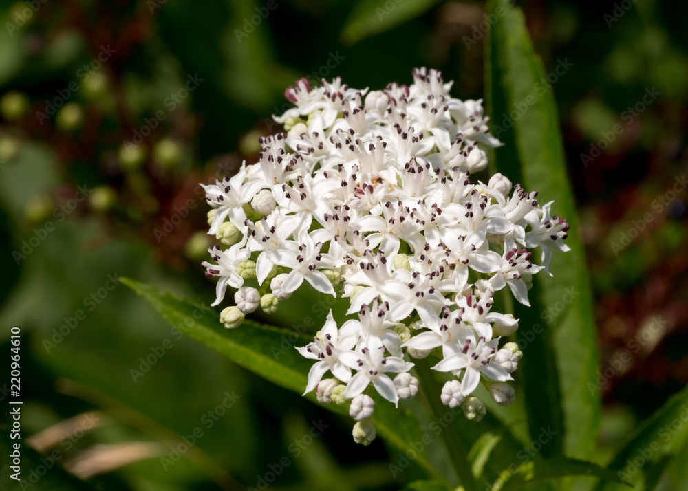 Blühender Zwerg-Holunder (Sambucus ebulus) / danewort; dwarf elderberry inflorescence Blühender Zwerg-Holunder (Sambucus ebulus) / danewort; dwarf elderberry inflorescence