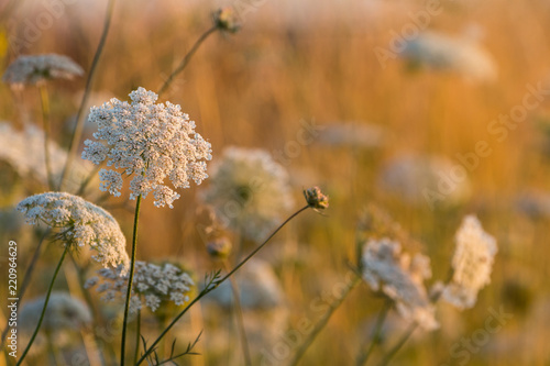 Wilde Möhren (Daucus carota subsp. carota) auf Ruderalfläche in Süddeutschland #220964629