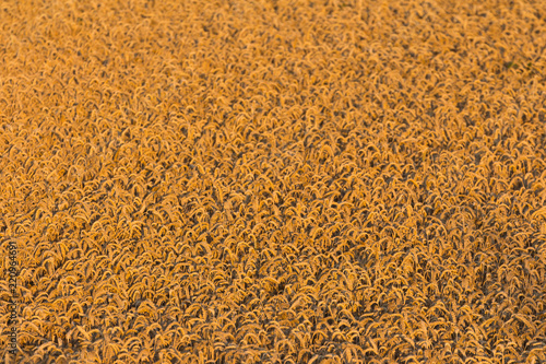 Getreidefeld im Morgenlicht