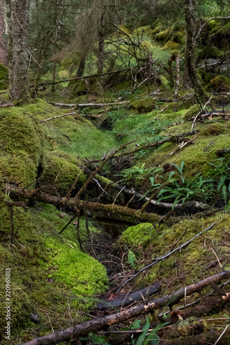Culag Woods near Lochinver  Highlands of Scotland. Photo shows lichen and moss on the floor of the woods amongst the trees.