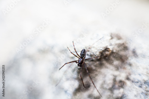 spider crawling on the stone