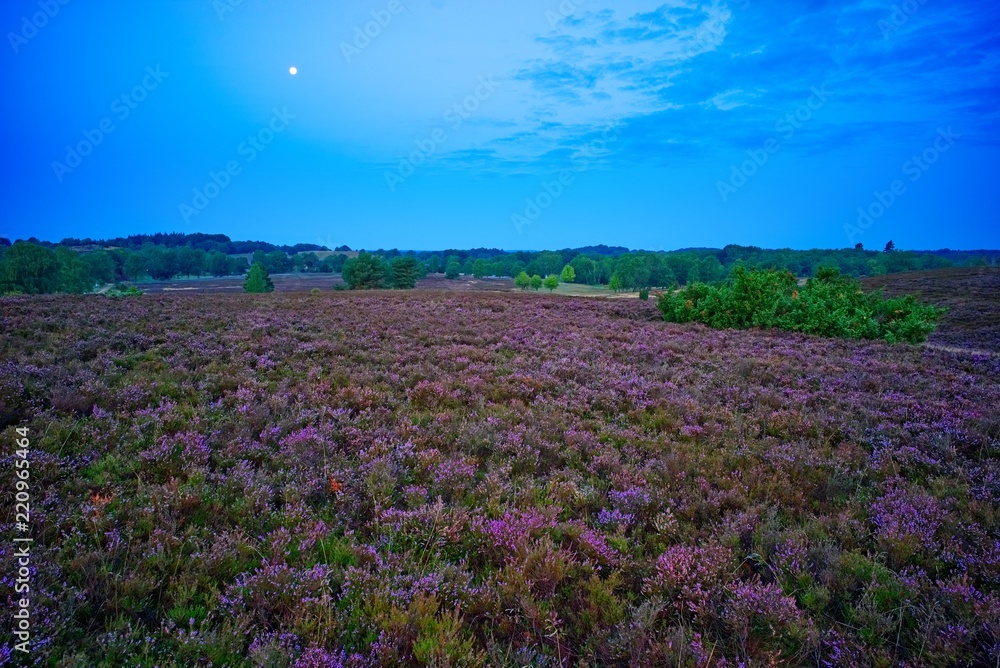 Naklejka premium Mondschein-Wanderungen in der Lüneburger Heide am Wilseder Berg