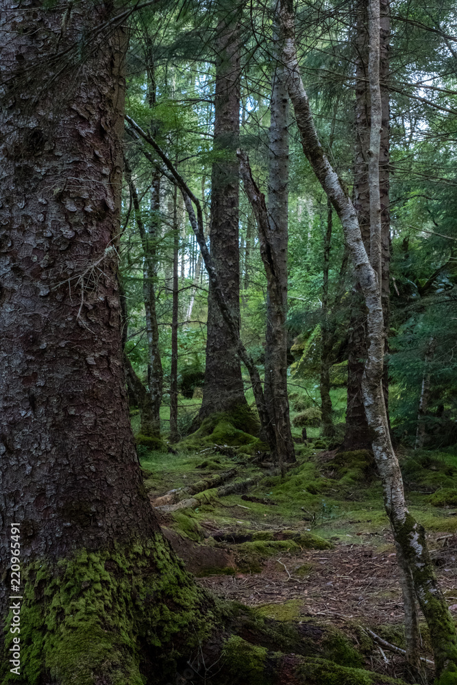 Culag Woods near Lochinver, Highlands of Scotland. Photo shows lichen and moss on the floor of the woods amongst the trees. Culag Woods near Lochinver, Highlands of Scotland. Photo shows lichen and moss on the floor of the woods amongst the trees.