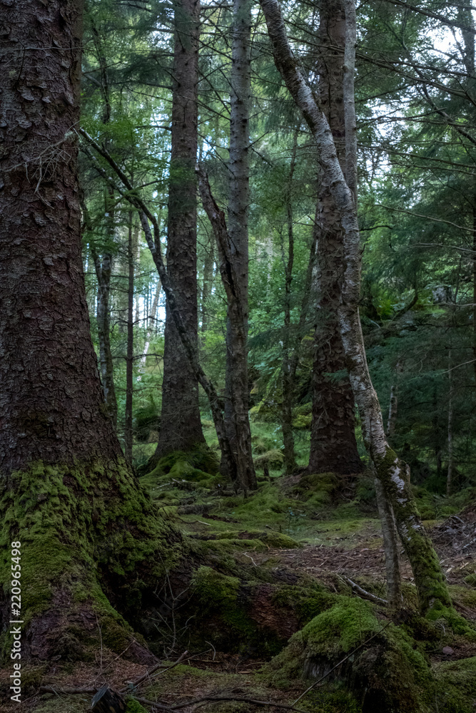 Culag Woods near Lochinver, Highlands of Scotland. Photo shows lichen and moss on the floor of the woods amongst the trees. Culag Woods near Lochinver, Highlands of Scotland. Photo shows lichen and moss on the floor of the woods amongst the trees.