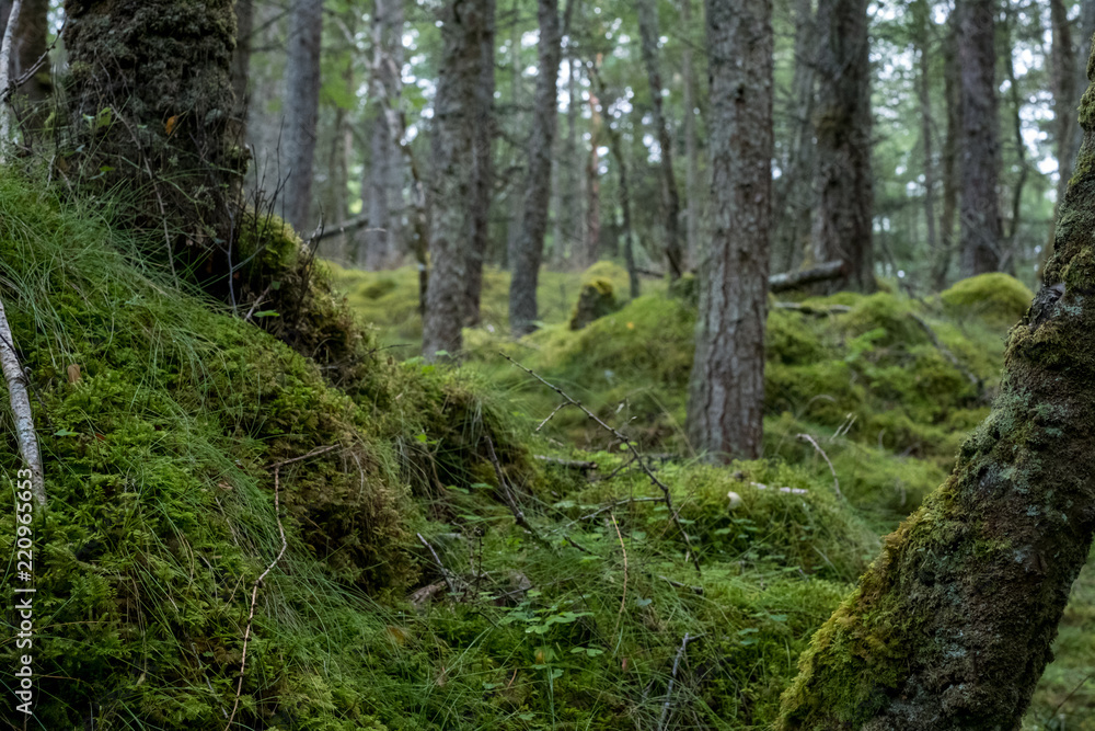 Fototapeta premium Culag Woods near Lochinver, Highlands of Scotland. Photo shows lichen and moss on the floor of the woods amongst the trees.