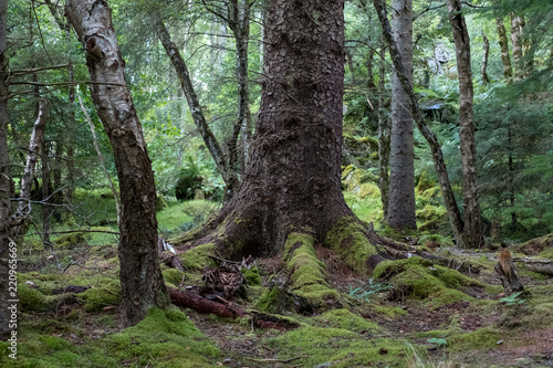 Culag Woods near Lochinver, Highlands of Scotland. Photo shows lichen and moss on the floor of the woods amongst the trees. © Lois GoBe