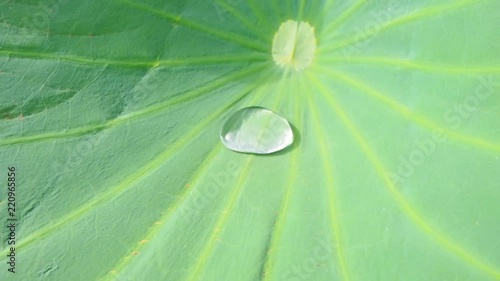 Wallpaper Mural Lotus Effect repellent raindrop Torontodigital.ca