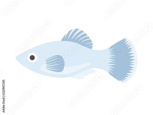 熱帯魚のプラティのイラスト