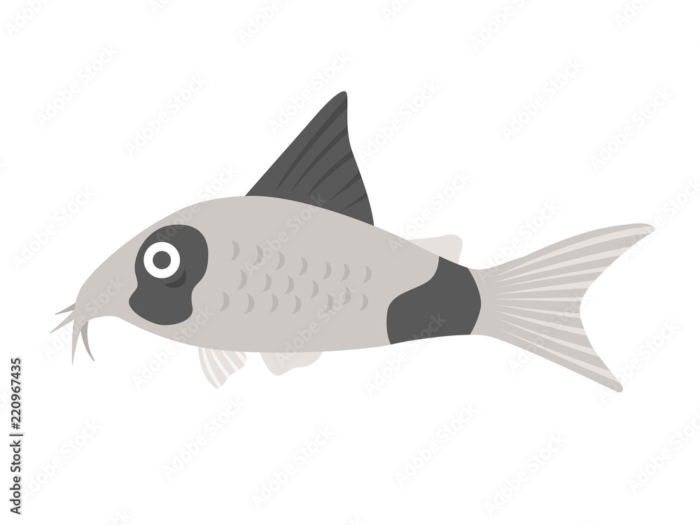 熱帯魚のコリドラスのイラスト 熱帯魚のコリドラスのイラスト
