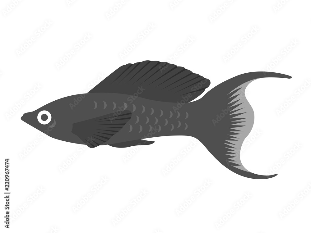 Obraz premium 熱帯魚のモーリーのイラスト