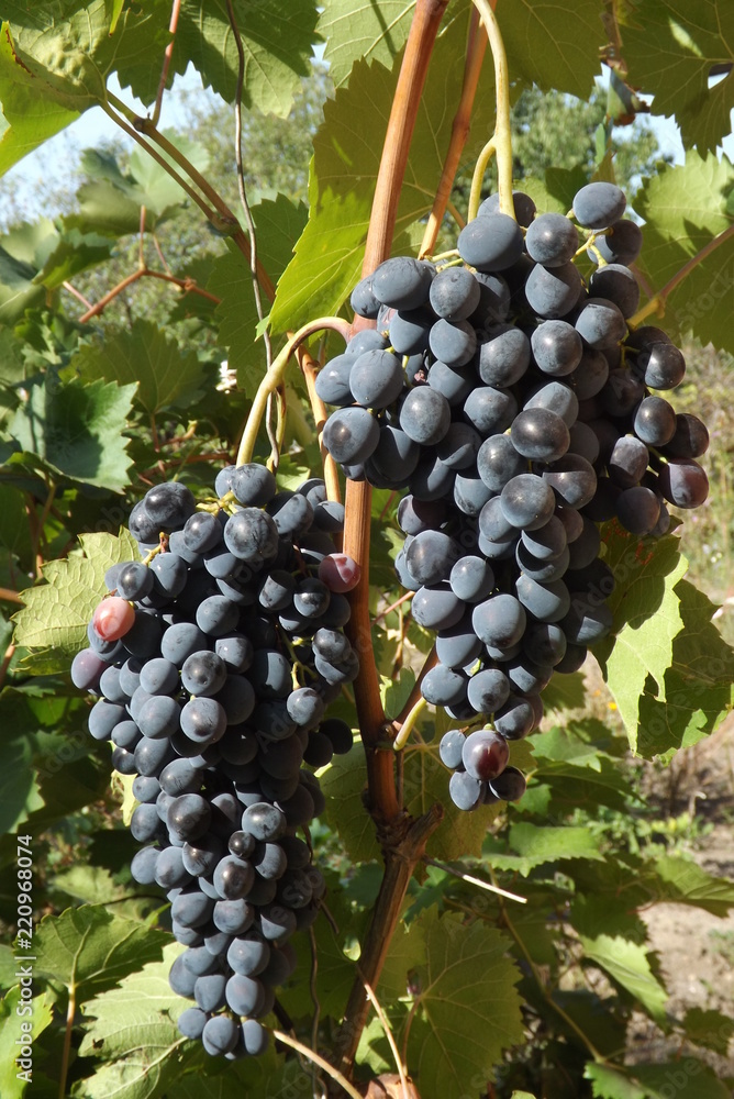 Molded bunches of grapes on the vine.