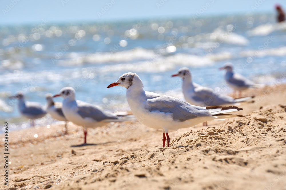 Seagull on the shore close - up on the background of natural sea