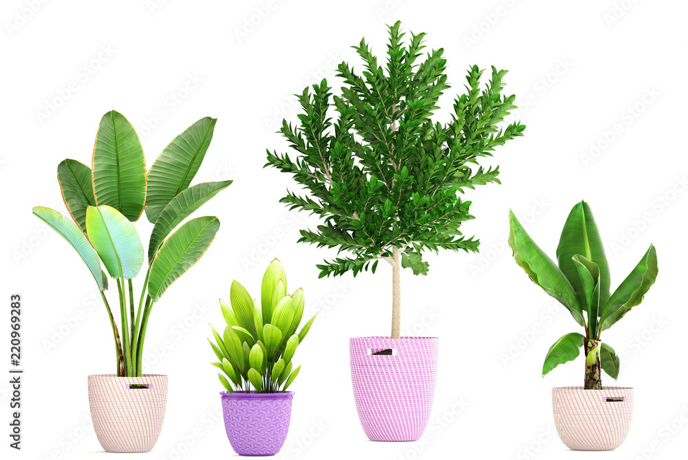 Obraz premium collection of ornamental plants in pots