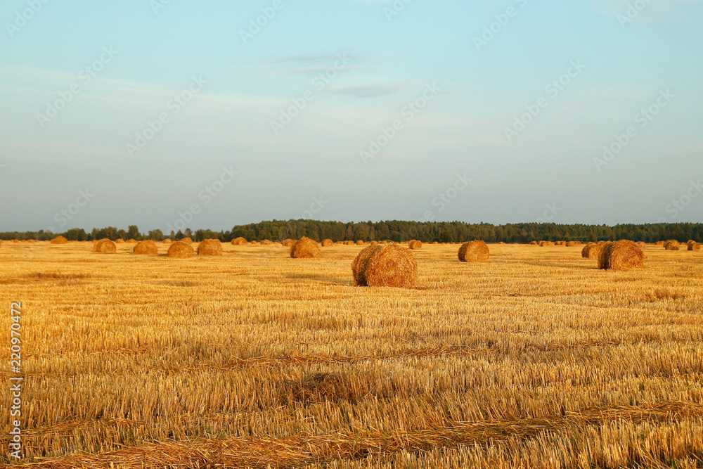 Fototapeta premium Field with dry yellow grass and haystacks on a sunset. Autumn landscape.