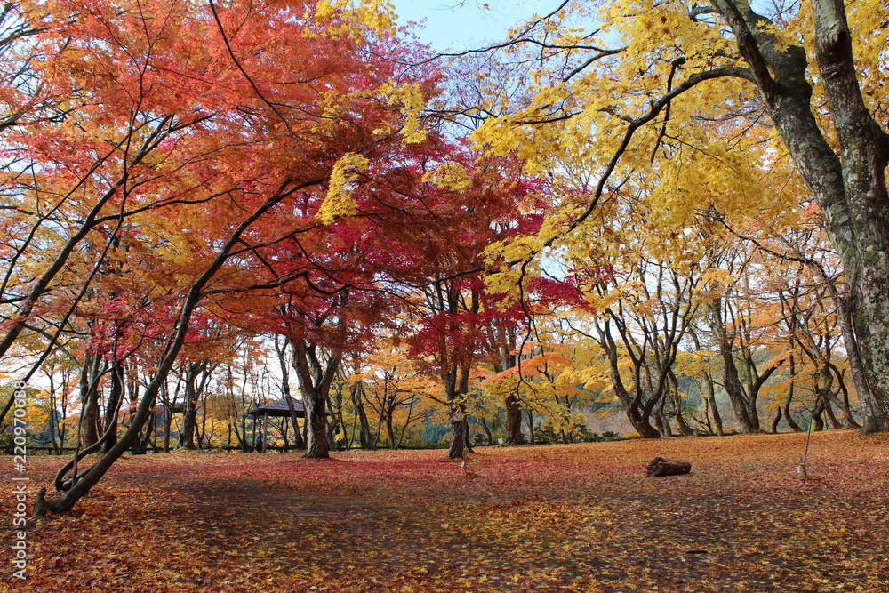 Fototapeta premium 観楓台