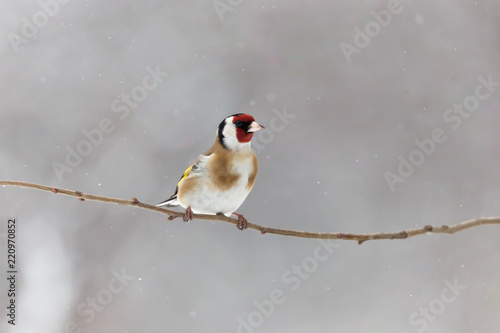 Cardellino sotto la nevicata (Carduelis carduelis)