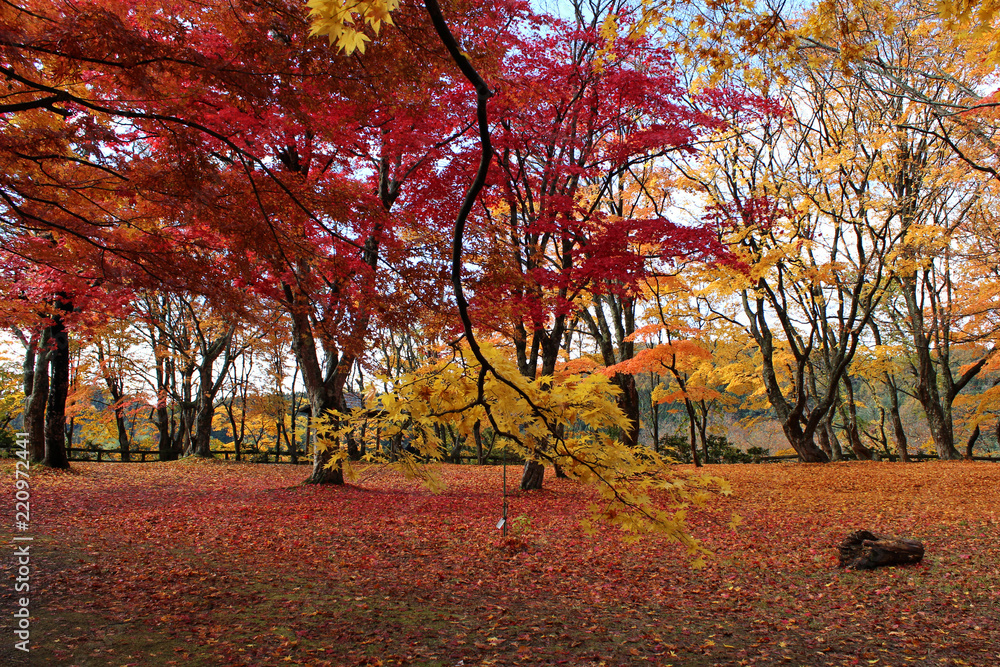 Naklejka premium 観楓台