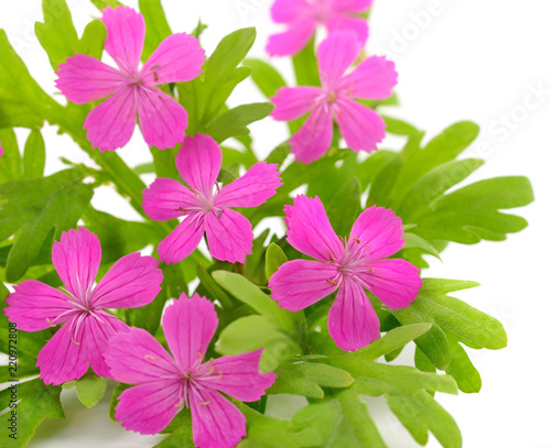 Bouquet of pink wildflowers.