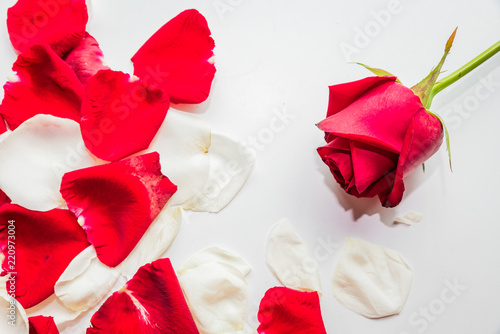 White rose and red rose on white background  valentine concept