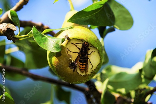 Hornet eats a pear     photo