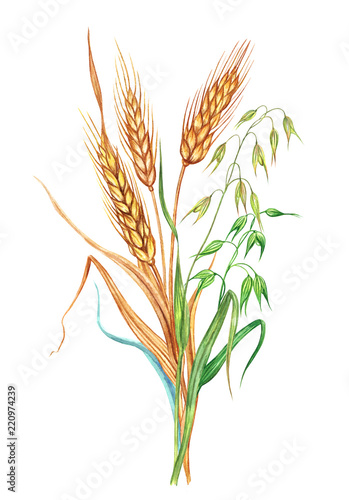 Wheat and oats. Bunch of wheat and oats, watercolor drawing on white background, isolated.