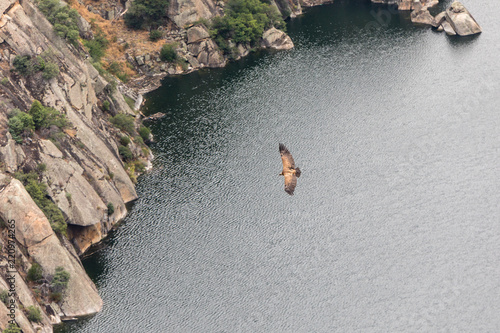 Eagle flying over the Aldeadavila reservoir in Salamanca, Spain