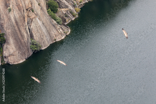 Eagle flying over the Aldeadavila reservoir in Salamanca, Spain photo