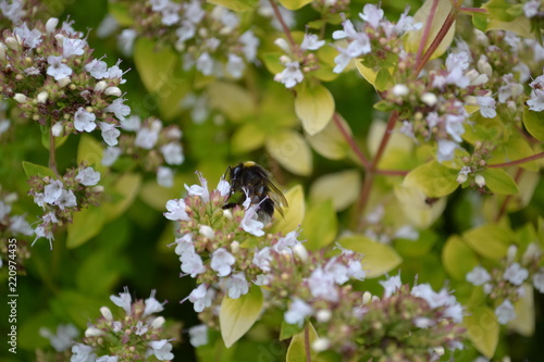 Bee on feeding on small flowers © RichFearon