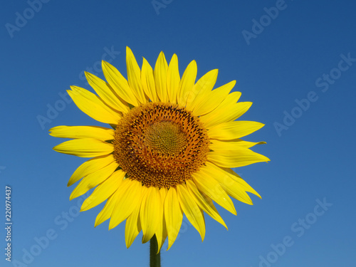 Blooming sunflower isolated on clear blue sky background