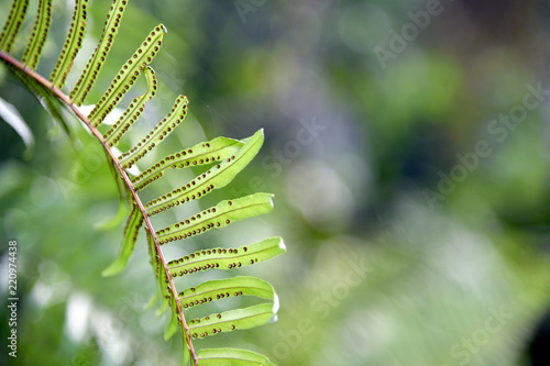 Fern leaves as a natural fresh, green background. Fern sporophytic strobulus. photo