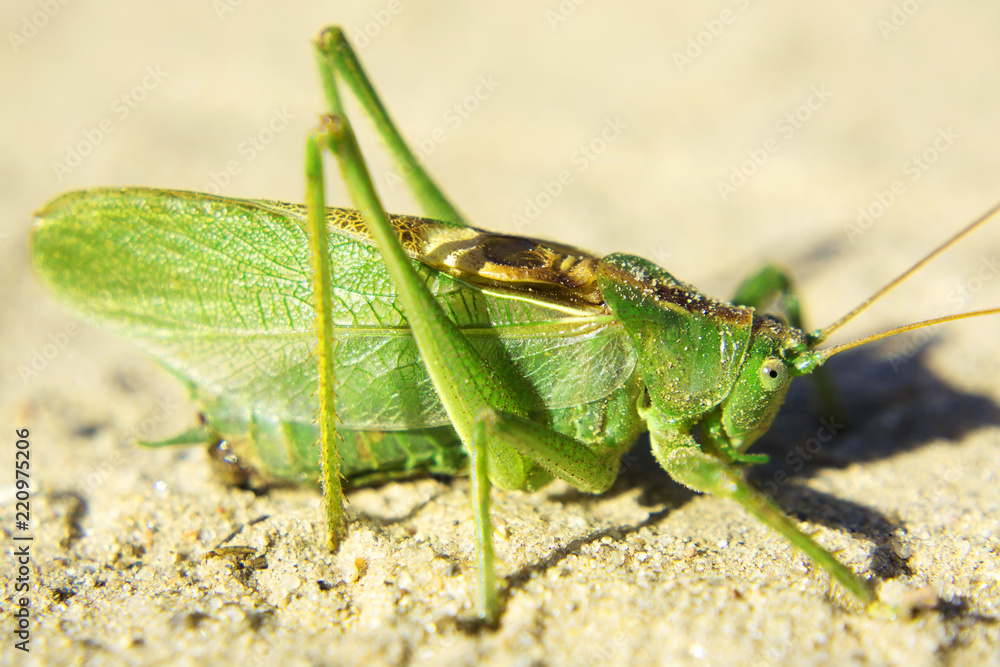 large green grasshopper on a sandy road, close up large green grasshopper on a sandy road, close up