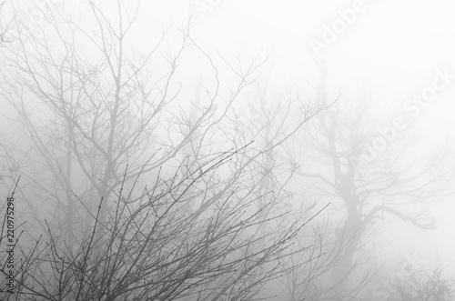Tree in foggy   Zhangjiajie China.