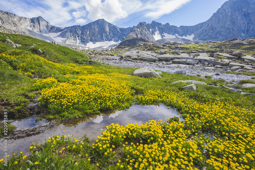 Yellow buttercups flowers in Akchan valley. Mountain Altai landscape