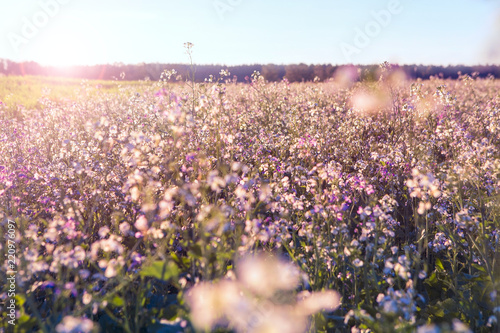 Wallpaper Mural beautiful meadow flowers in the sunset light background, little pink and white flowers Torontodigital.ca