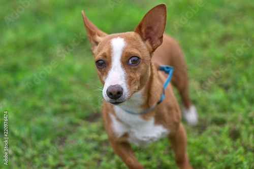 Jack Russell Terrier runs to the camera closeup
