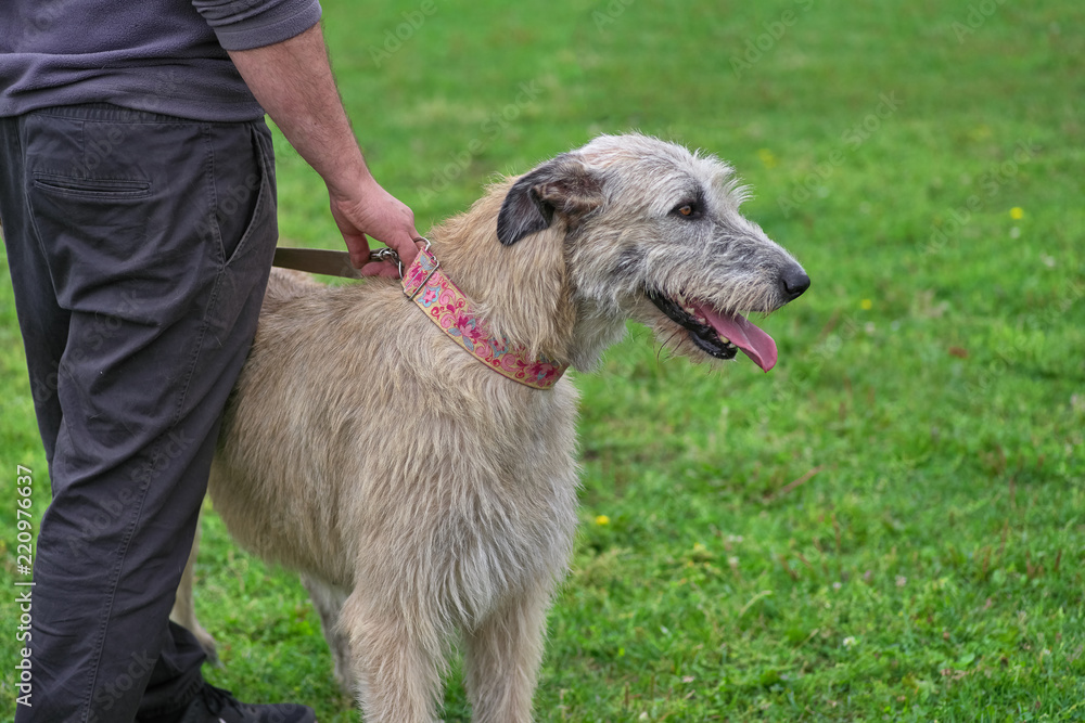 Fototapeta premium Wolfhounds Big dog on the grass background close-up
