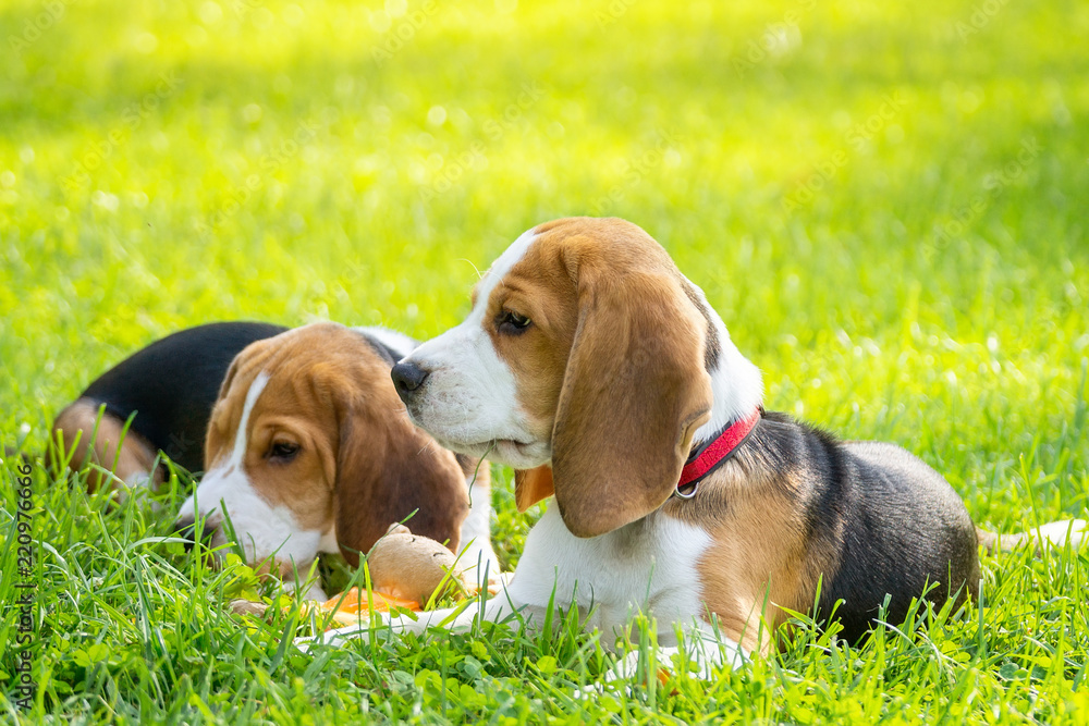 Dog beagle on the grass