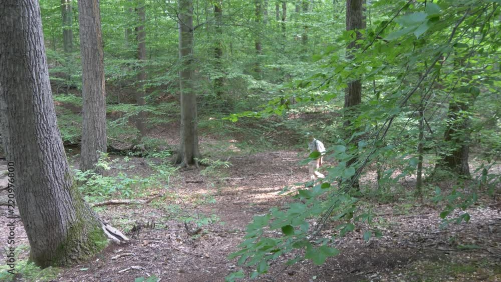 Man hikes trail in the woods1 4K Man hikes trail in the woods1 4K