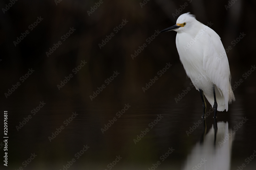 A snowy egret (Egretta thula) resting in a mirrored pond at Fort Meyers beach. A snowy egret (Egretta thula) resting in a mirrored pond at Fort Meyers beach.