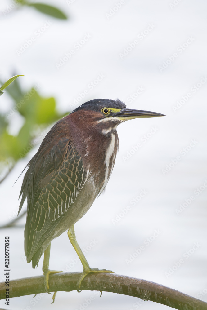 Portrait of a perched Green heron (Butorides virescens) perched in a tree at the water. Portrait of a perched Green heron (Butorides virescens) perched in a tree at the water.