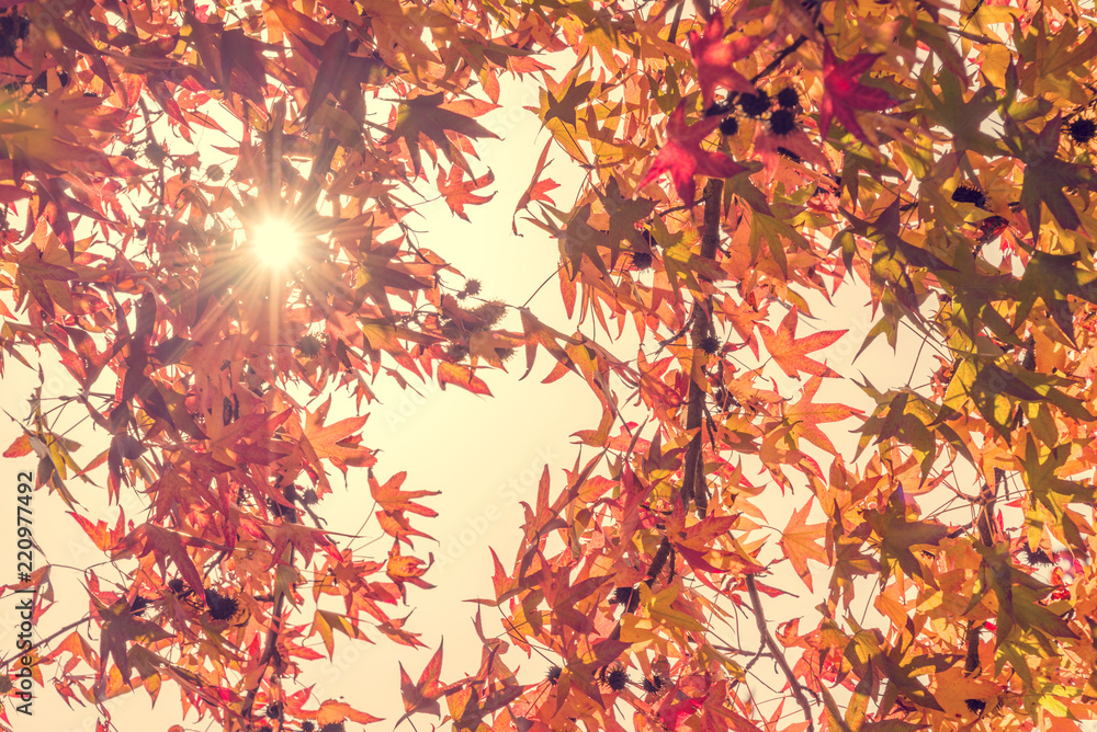 Autumn maple leaves with sunbeam, looking up in a forest in autumn, vintage process