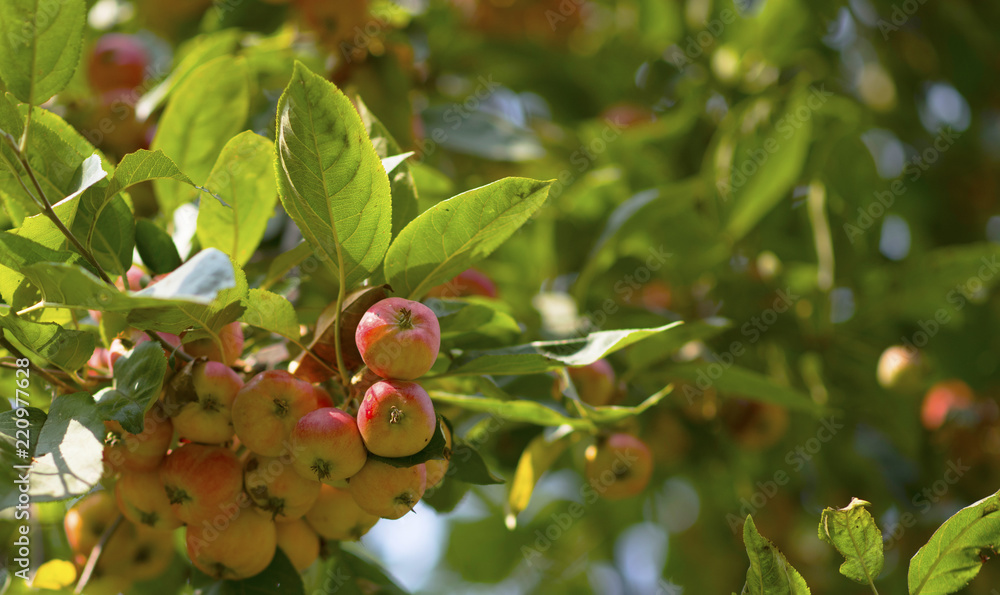 ripe red apples on branches with green leaves
