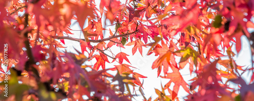 Autumn maple leaves, looking up in a forest in autumn