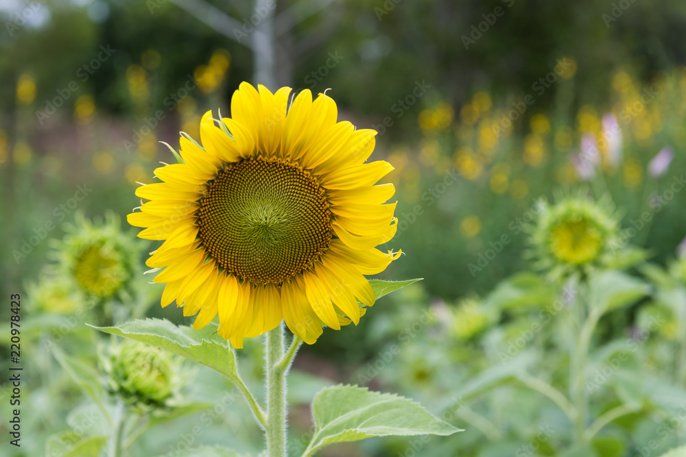 Sunflower close-up  Bokeh background