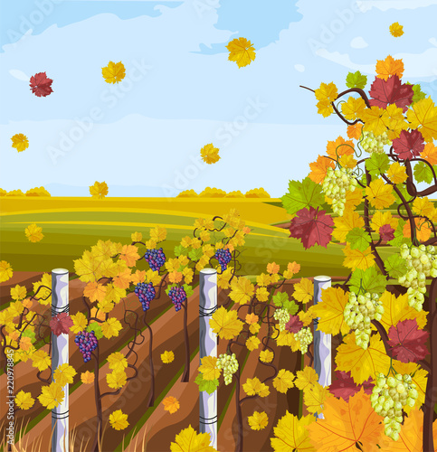 Vineyard autumn background Vector. Fall decors card