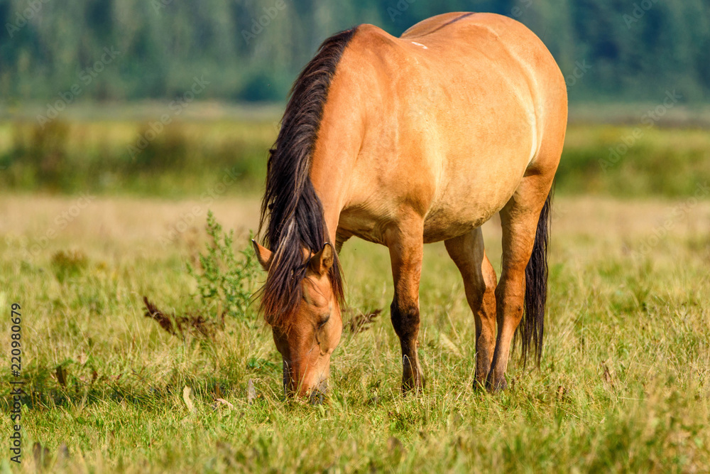 thoroughbred mare in a meadow lonely thoroughbred mare in a meadow lonely
