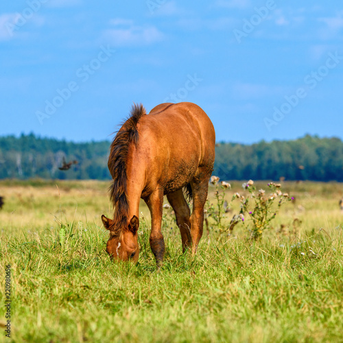 Fototapeta Naklejka Na Ścianę i Meble -  thoroughbred mare in a meadow lonely