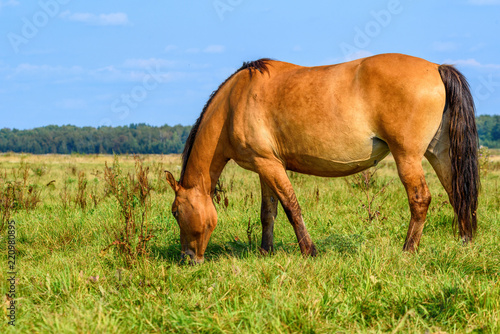thoroughbred mare in a meadow lonely