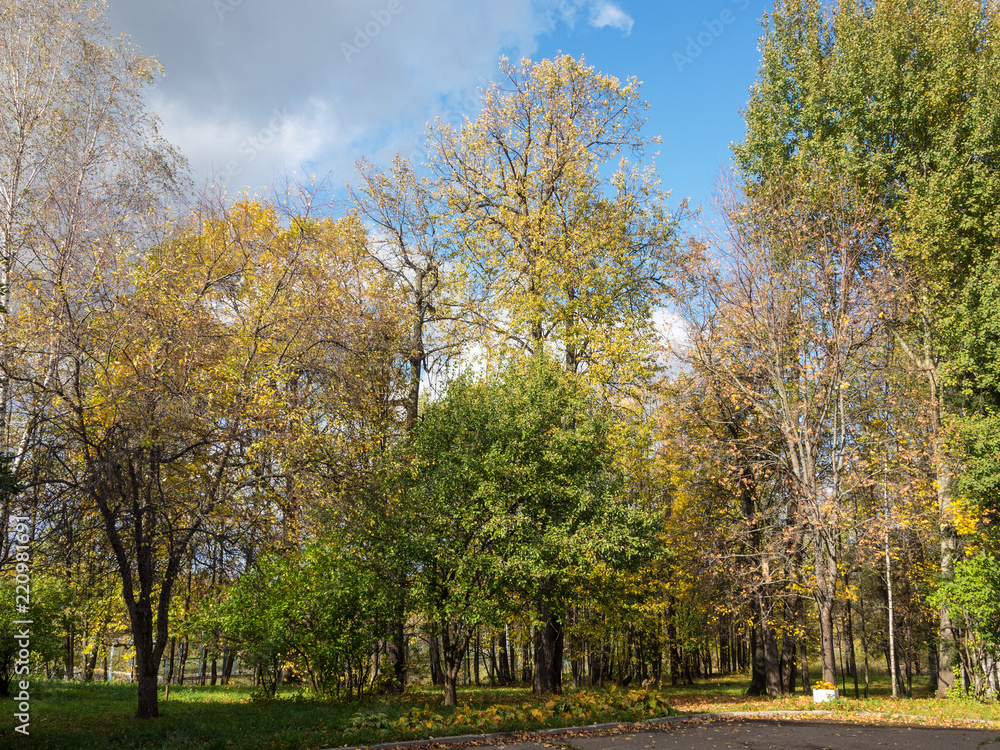 landscape in an autumn park