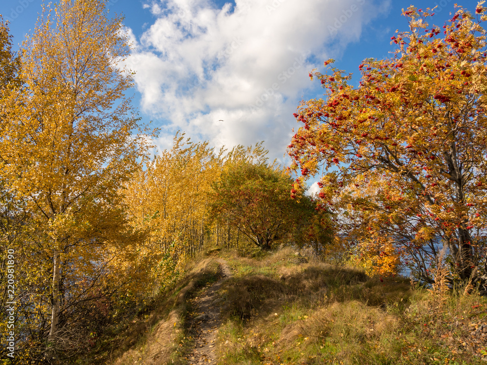 path between autumn trees